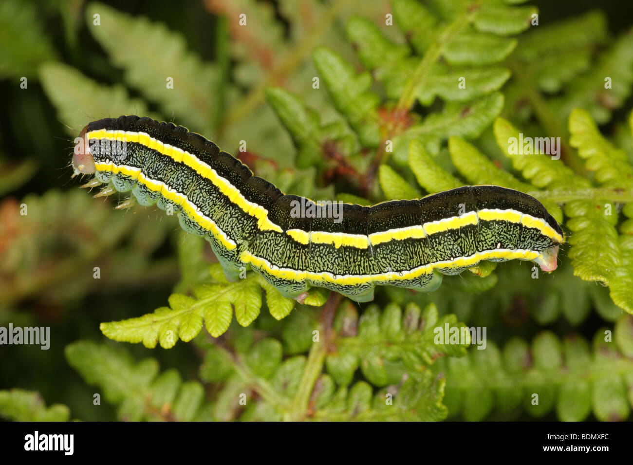 Broom Moth Larva - Ceramica pisi Stock Photo