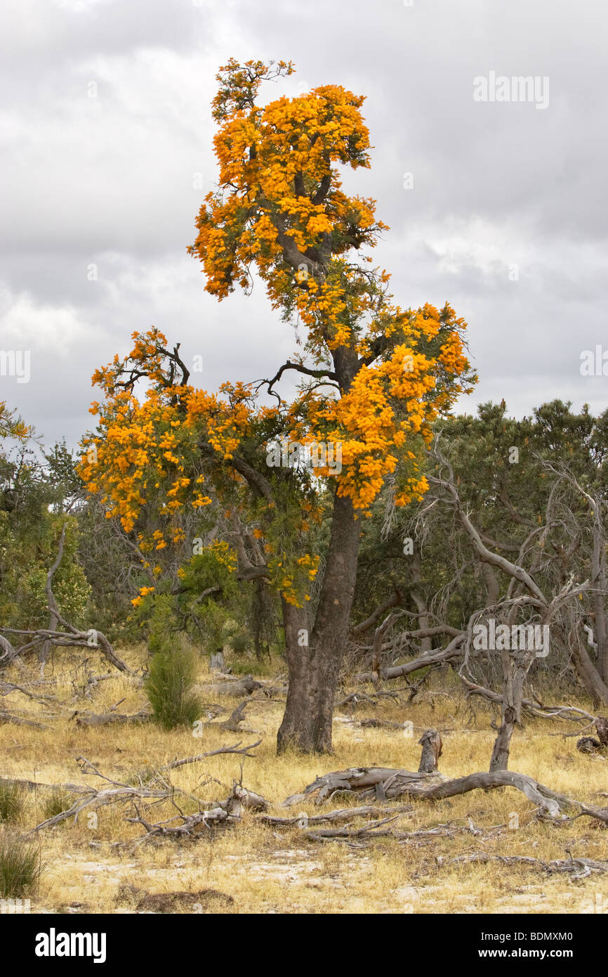 Western Australian Christmas Trees (Nuytsia floribunda) growing in Western Australian bushland north of Perth. Stock Photo