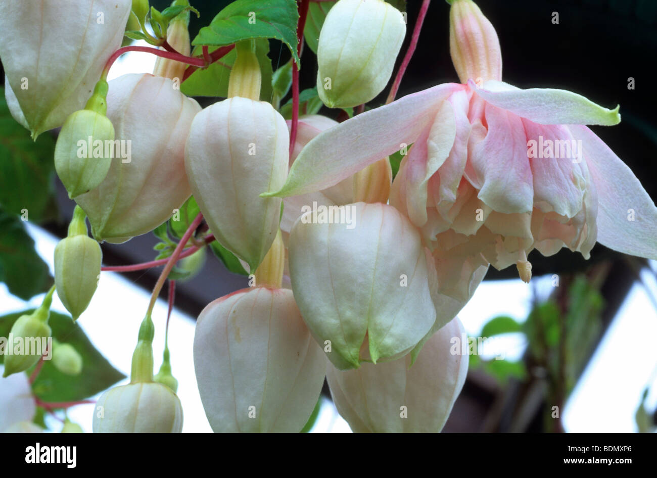 FUCHSIA 'PINK MARSHMALLOW' Stock Photo - Alamy