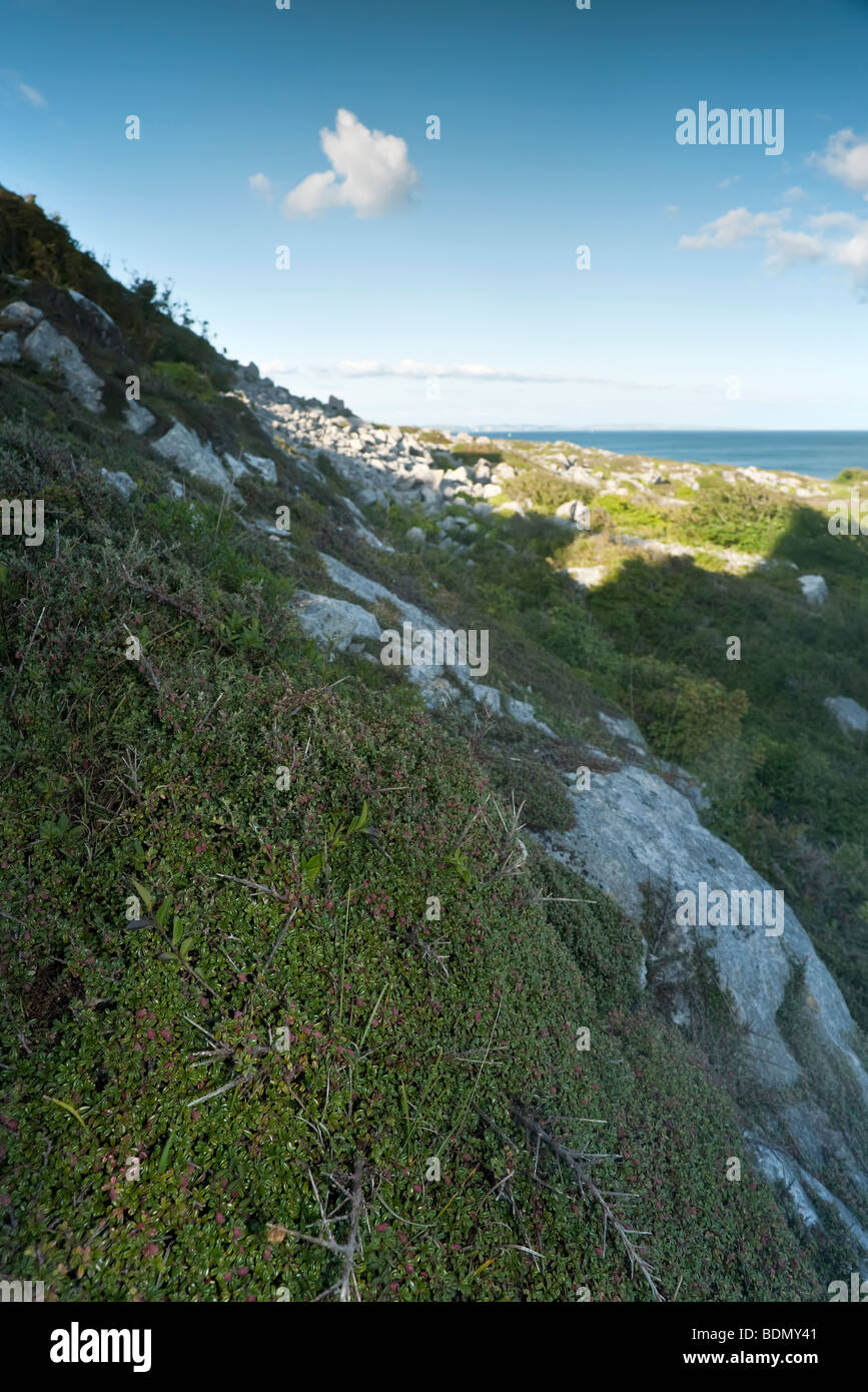 Cotoneaster on coastal rocks smothering native vegetation, Isle of Portland UK Stock Photo
