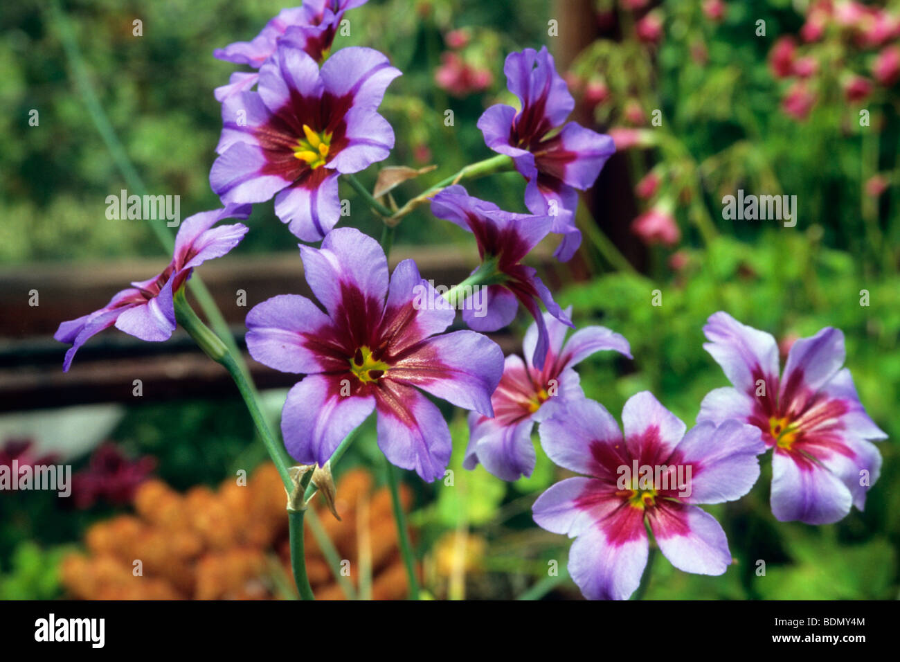 LEUCOCORYNE 'ANDES' Stock Photo