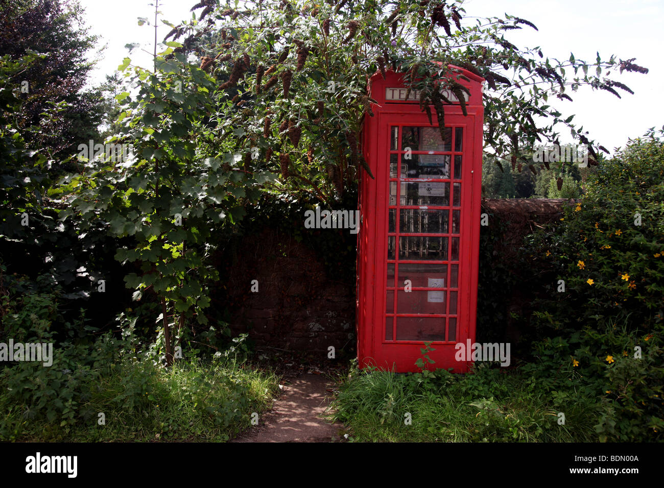 Pic by Mark Passmore./ www.markpassmore.com. 29/08/2009. Generic image of a red phonebox overgrown by hedgerow. Stock Photo