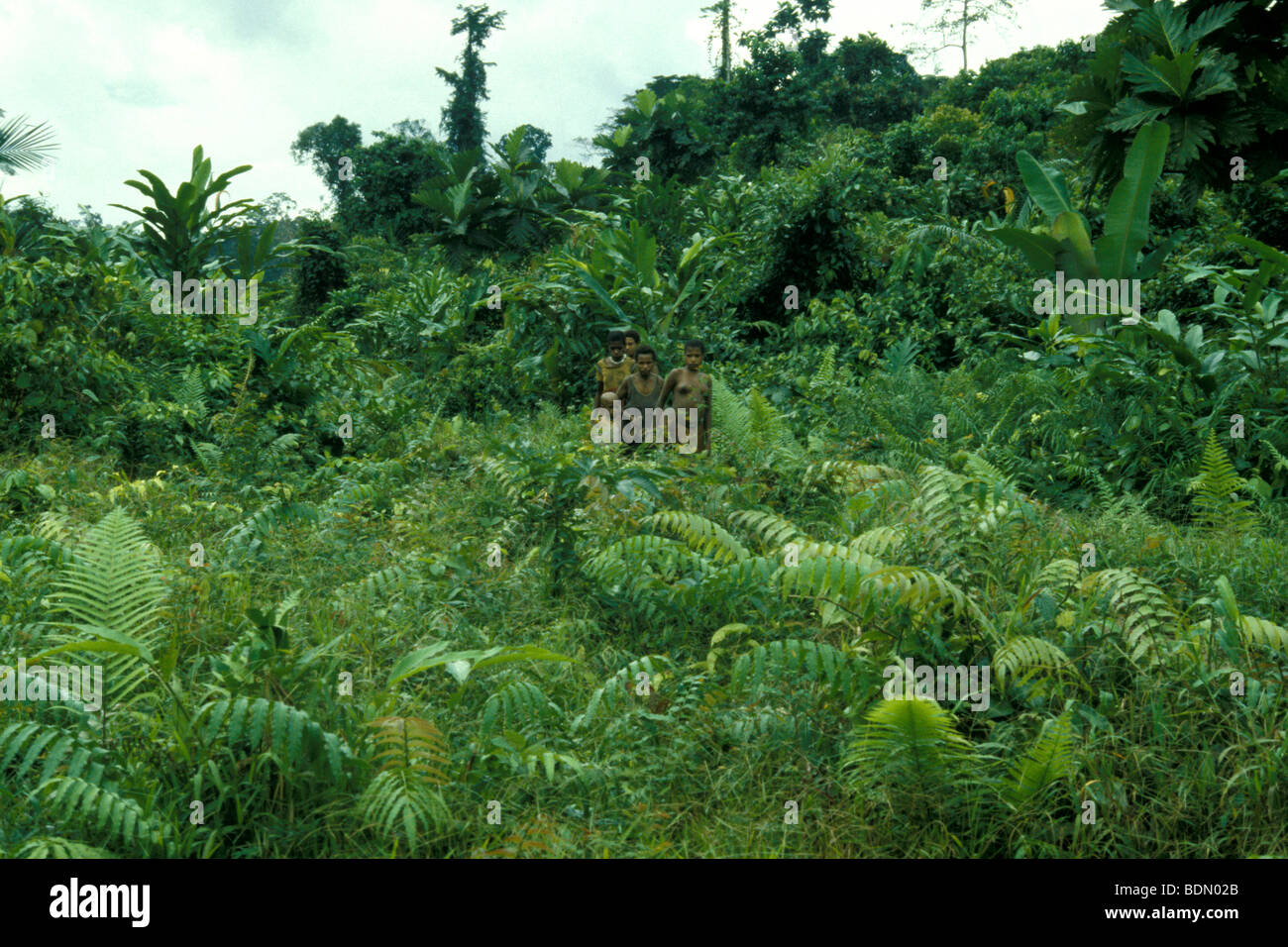 indonesia, irian jaya Stock Photo