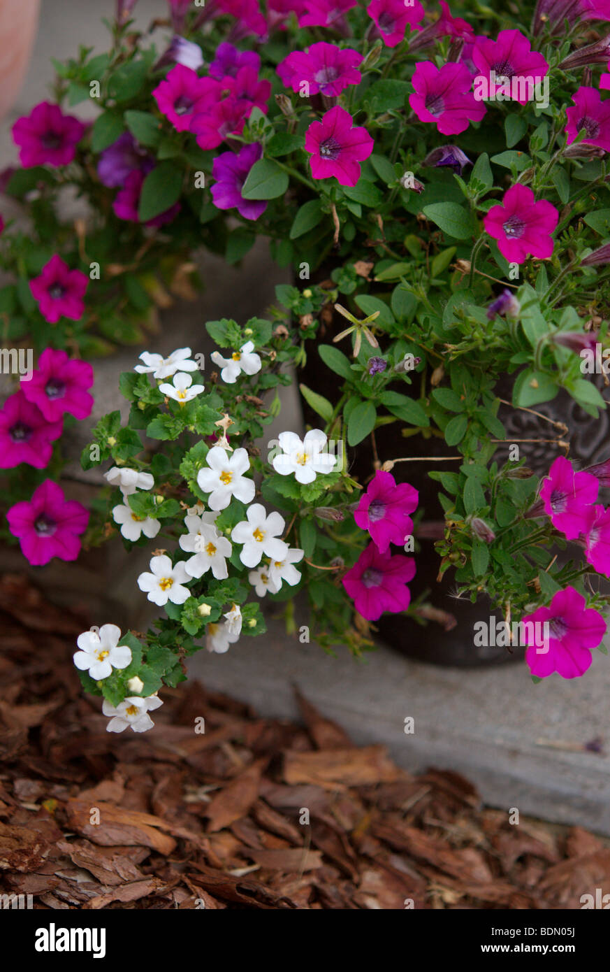 Pink petunias and white snowflakes growing in a container Stock Photo