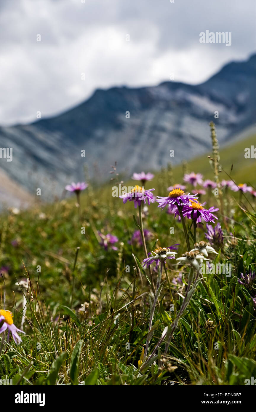 Wild flowers Alpine Asters (Aster alpinus) and Edelweisses (Leontopodium alpinum) in the valley of Yarlu river (Altai, Russia) Stock Photo