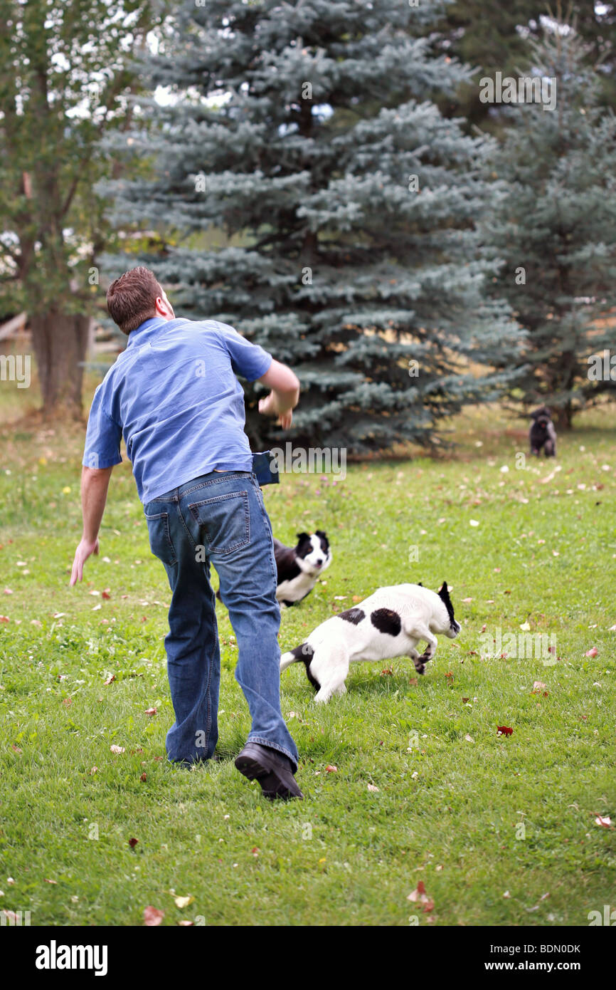Playful dogs hires stock photography and images Alamy