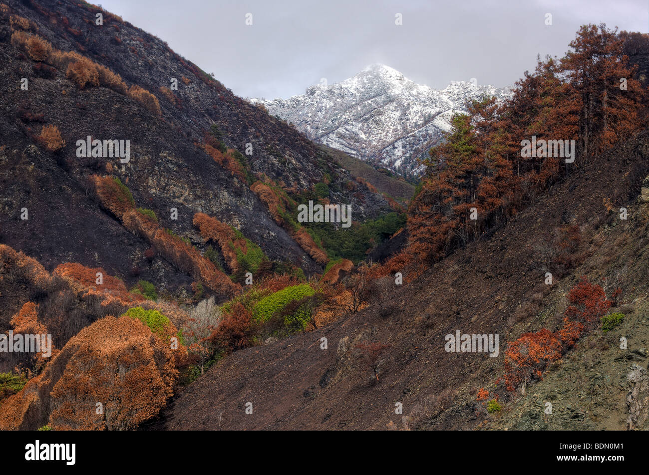 Lime Kiln State Park and fire damage, Big Sur, California, USA. Stock Photo