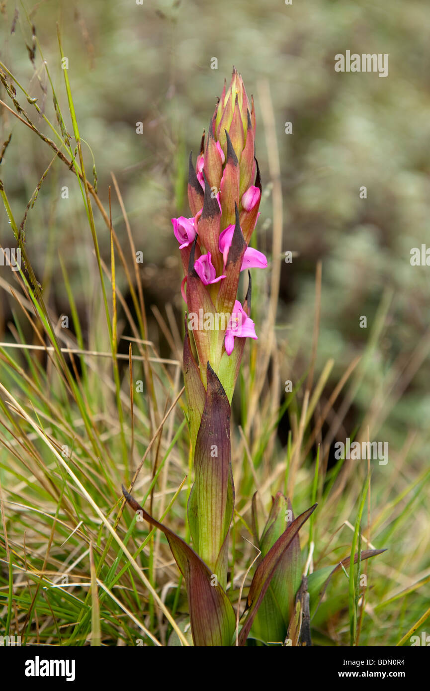 Orchid, Disa eminii, Volcanoes National Park, Rwanda Stock Photo
