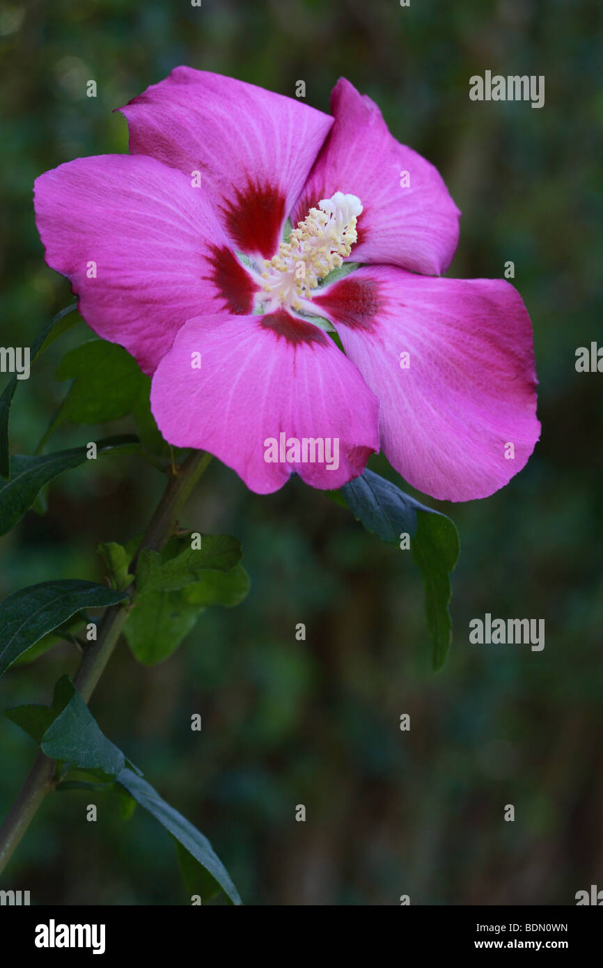 Pink Hibiscus Syriacus (Woodbridge Rose of Sharon Stock Photo - Alamy