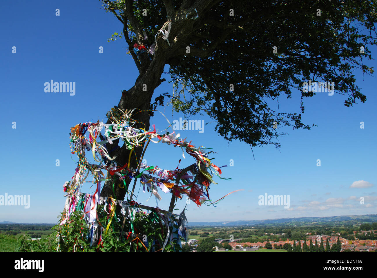 Glastonbury thorn hires stock photography and images Alamy