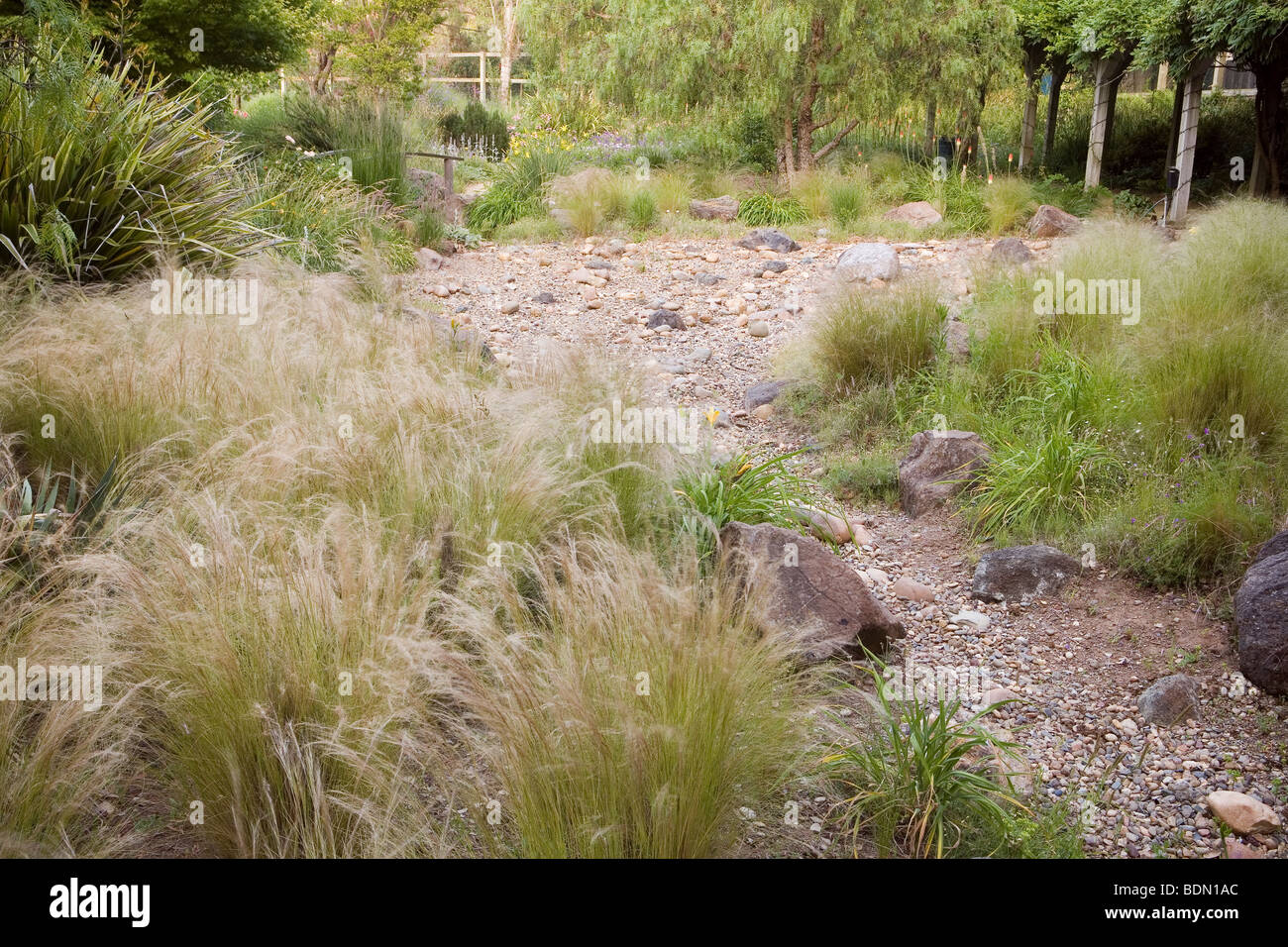 Dry gravel stream with Nasella tenuissima, Mexican feather grass, in California meadow garden, design Richard McPherson Stock Photo
