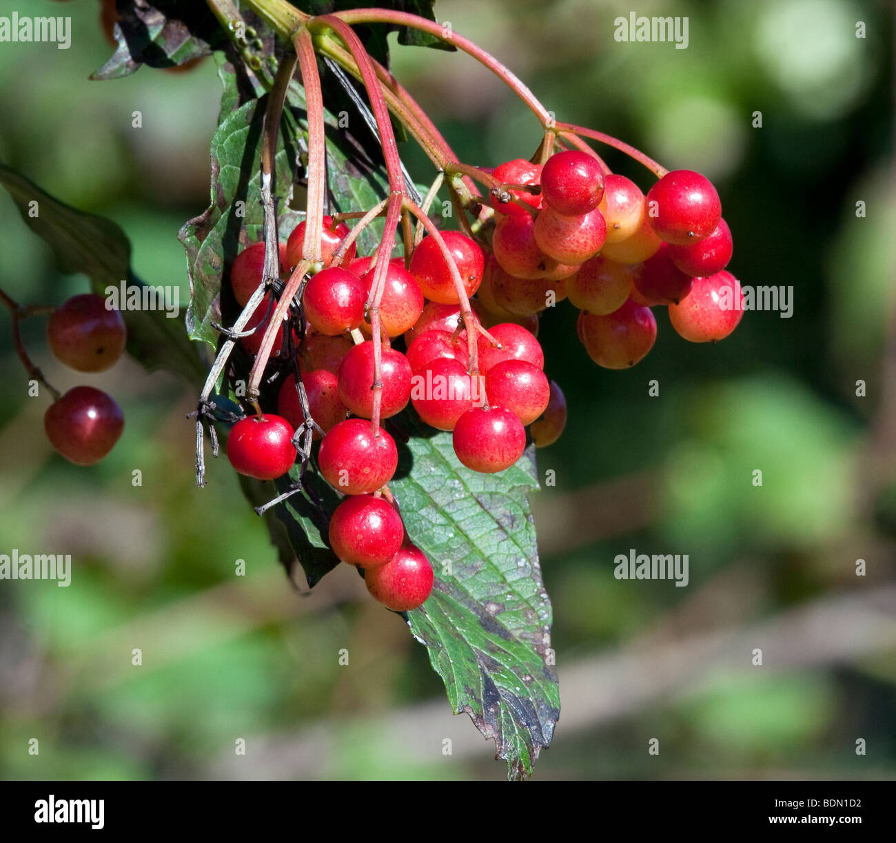Viburnum Trilobum Wentworth American Cranberry bush Hybrid with berries. Stock Photo