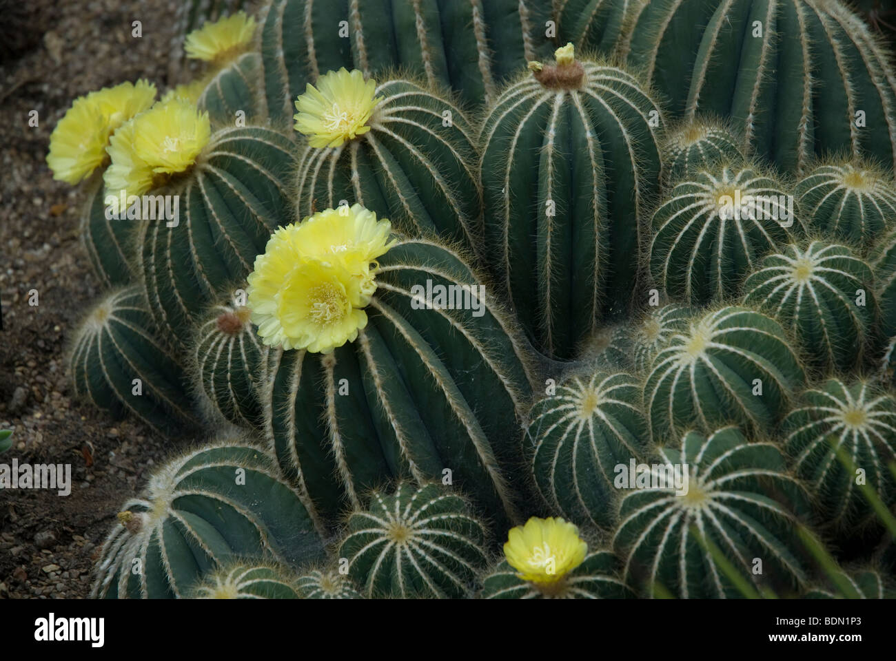 Parodia Magnifica Cactaceae yellow flowering cactus, London UK Stock Photo