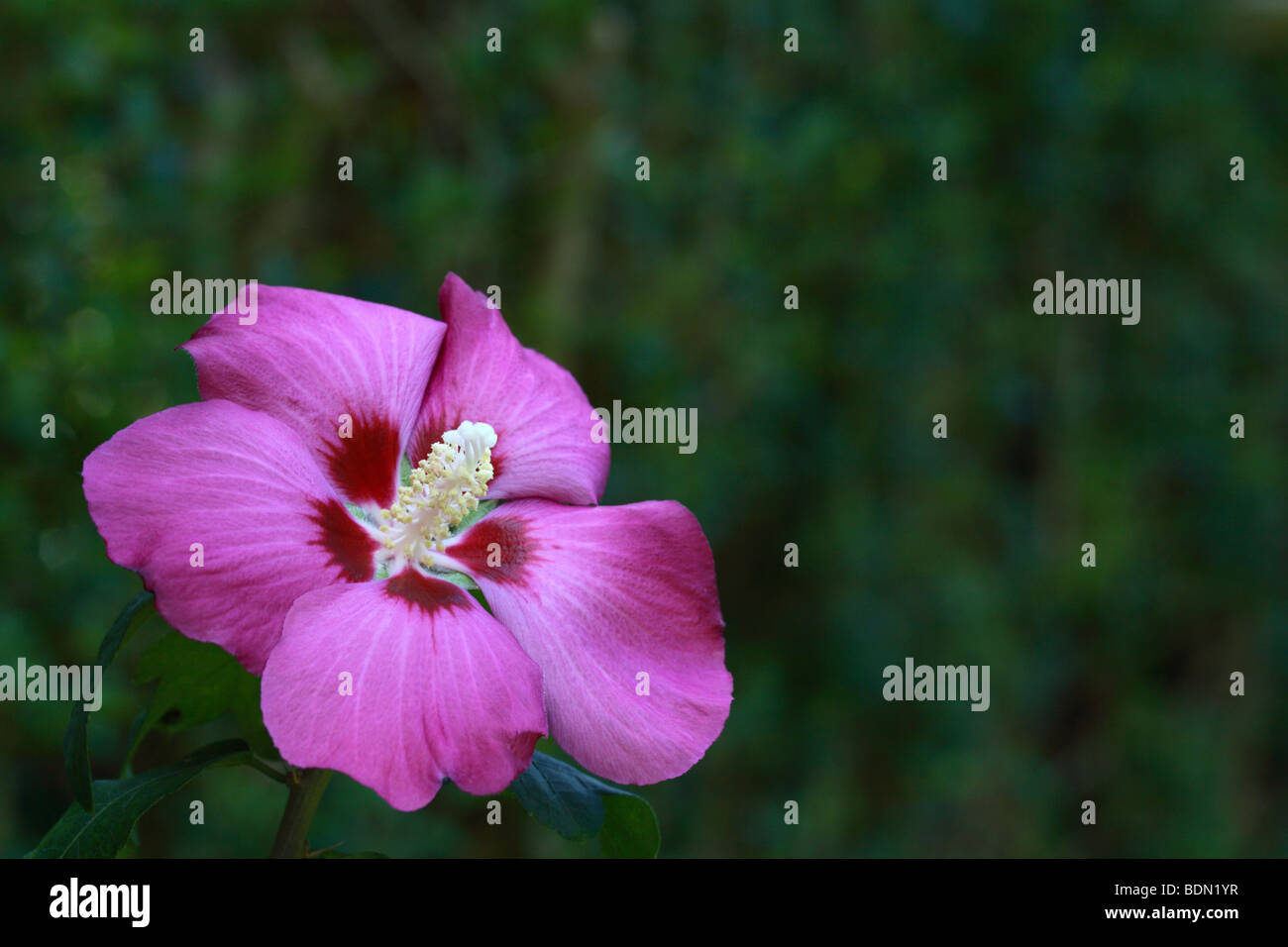 Pink Hibiscus Syriacus (Woodbridge Rose of Sharon) Stock Photo