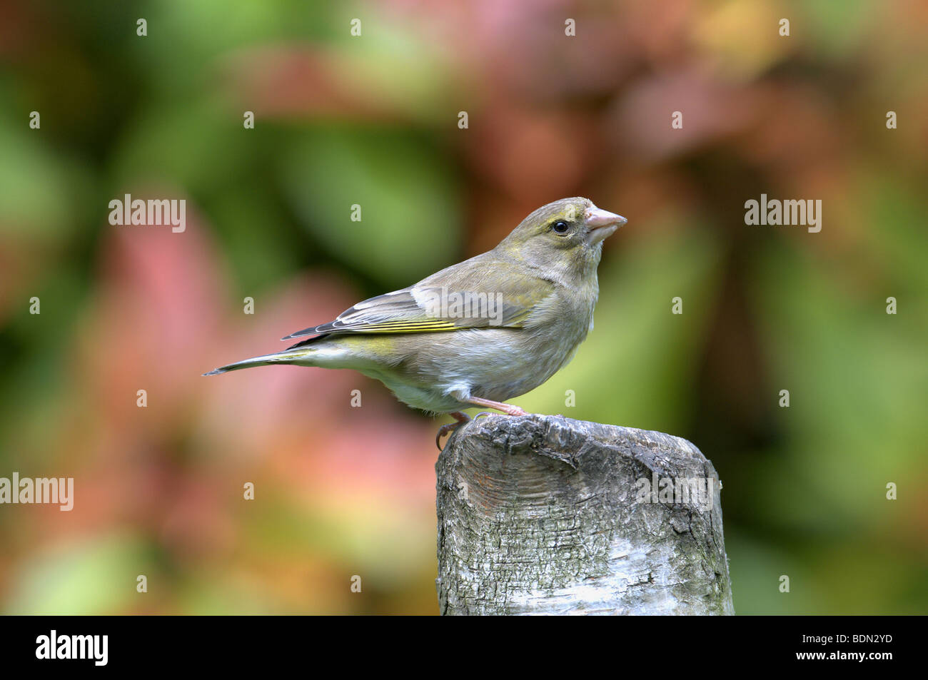 GREENFINCH CARDUELIS CHLORIS PERCHED ON TREE STUMP EAST SUSSEX UK Stock Photo