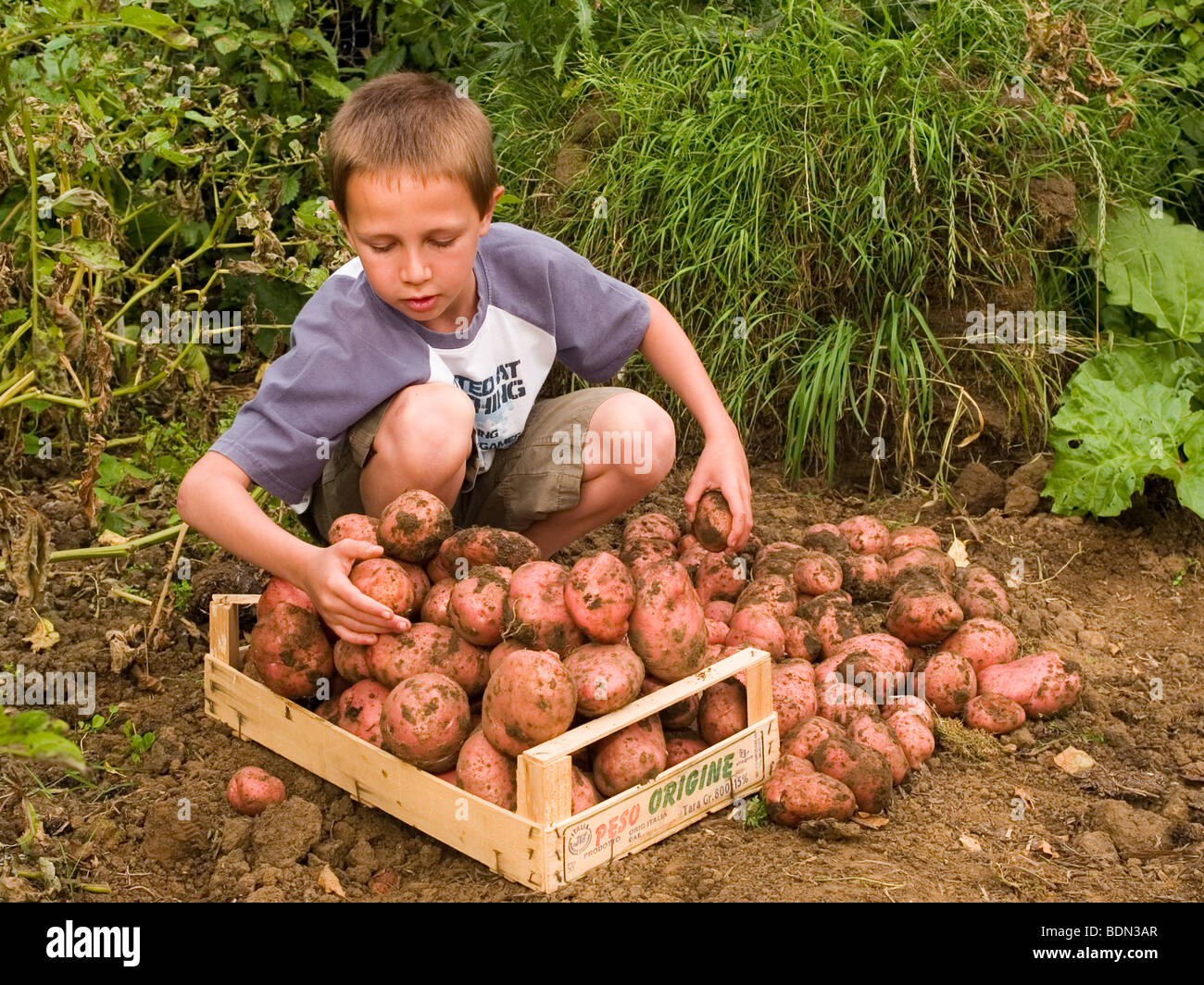 boy with potatoes Stock Photo