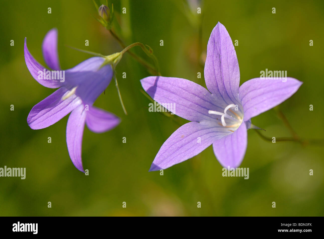 Blue Spreading Bellflowers (Campanula patula) Stock Photo