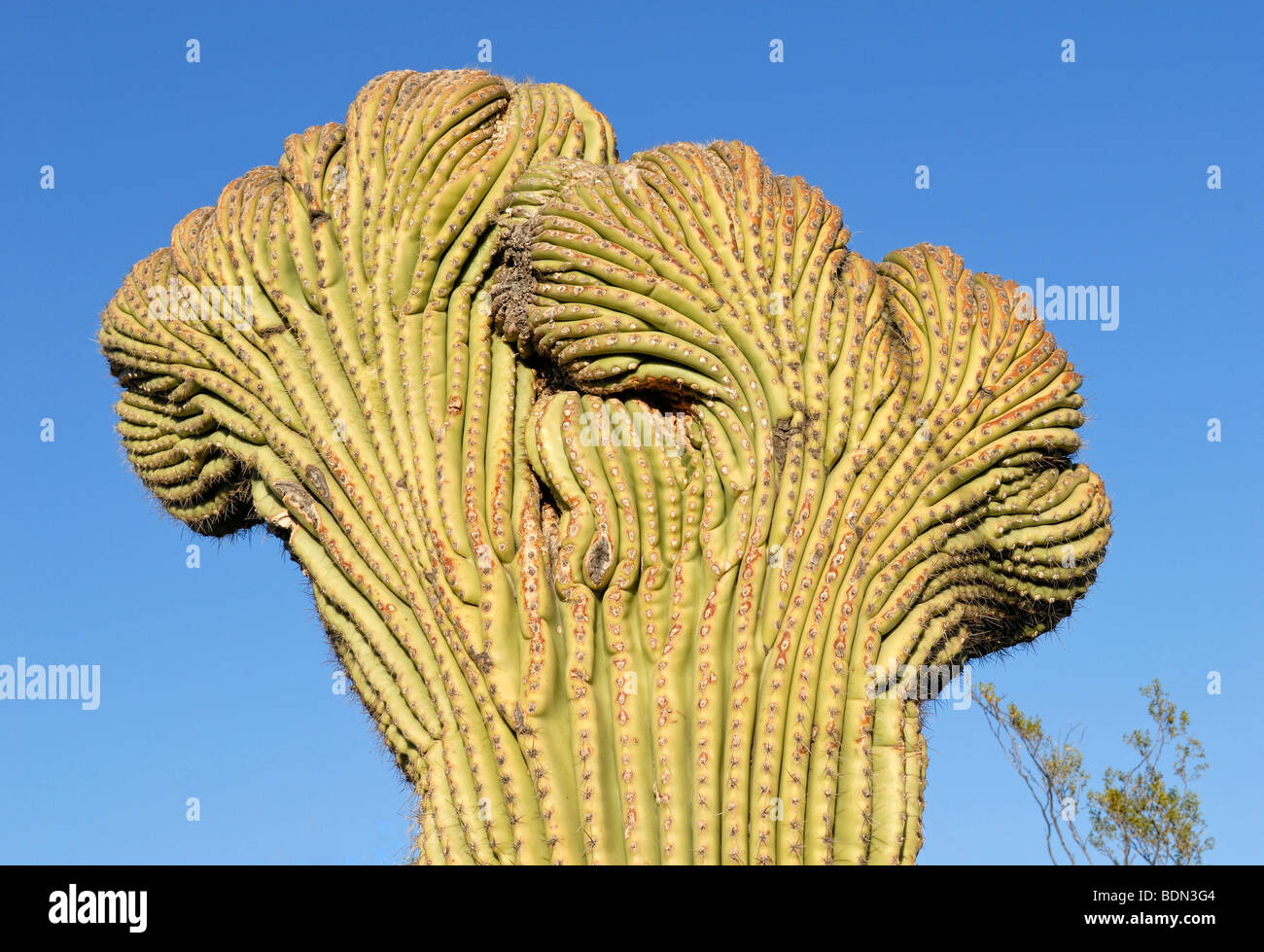 Crested Saguaro Cactus (Carnegiea gigantea), rare growth form, Arizona Sonora Desert Museum, Saguaro National Park West, Tucson Stock Photo