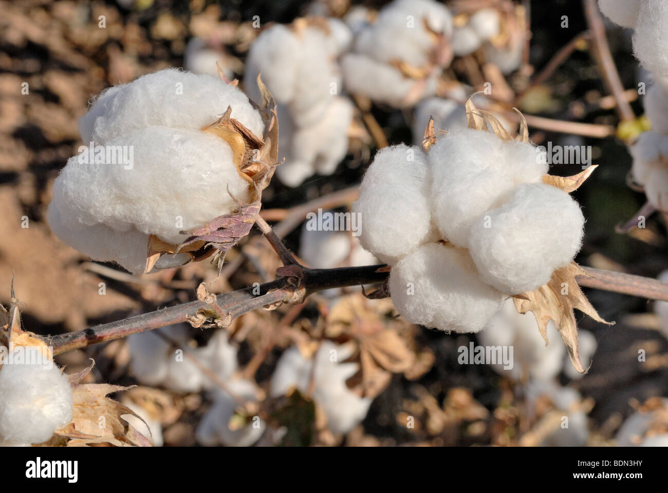 Pima Cotton (Gossypium barbadense), open infructescences, La Palma, Highway 87, Arizona, USA Stock Photo
