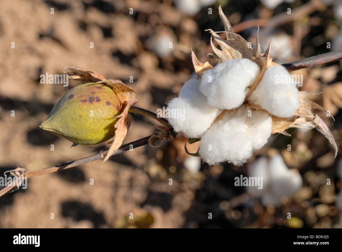 Pima Cotton (Gossypium barbadense), open and closed infructescences, La Palma, Highway 87, Arizona, USA Stock Photo