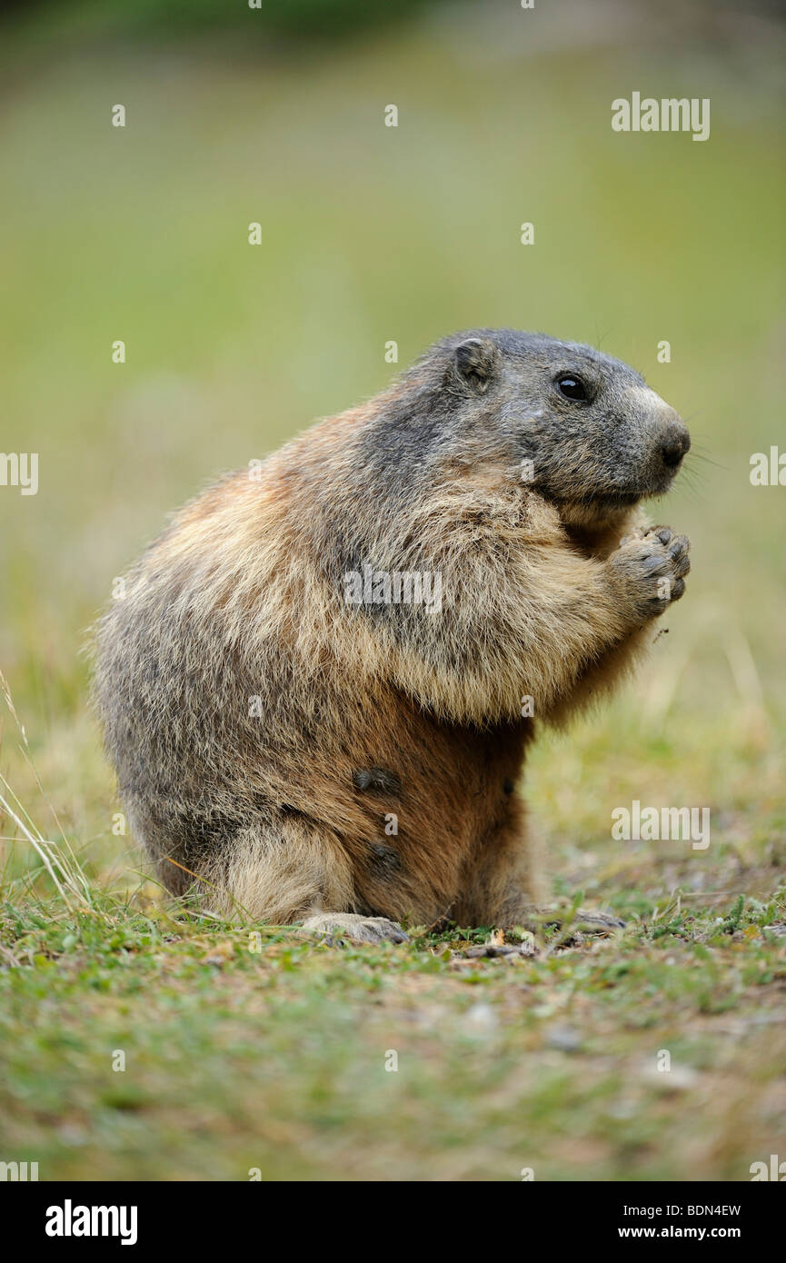 Alpine marmot (Marmota marmota) eating Stock Photo