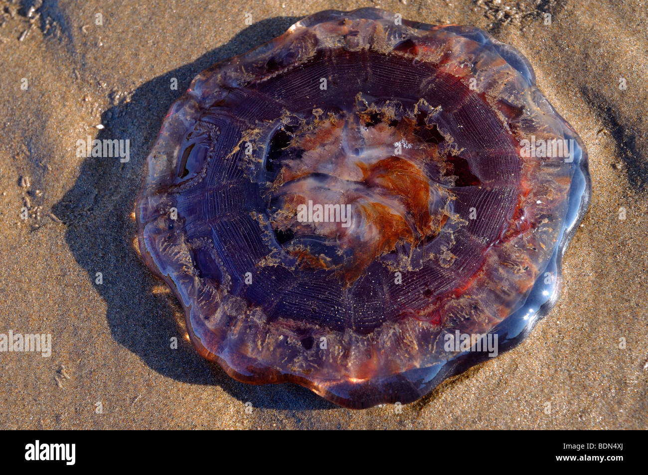 Upside down purple jellyfish on sandy beach at sundown at Port Hood Cape Breton Island Nova Scotia Canada Stock Photo