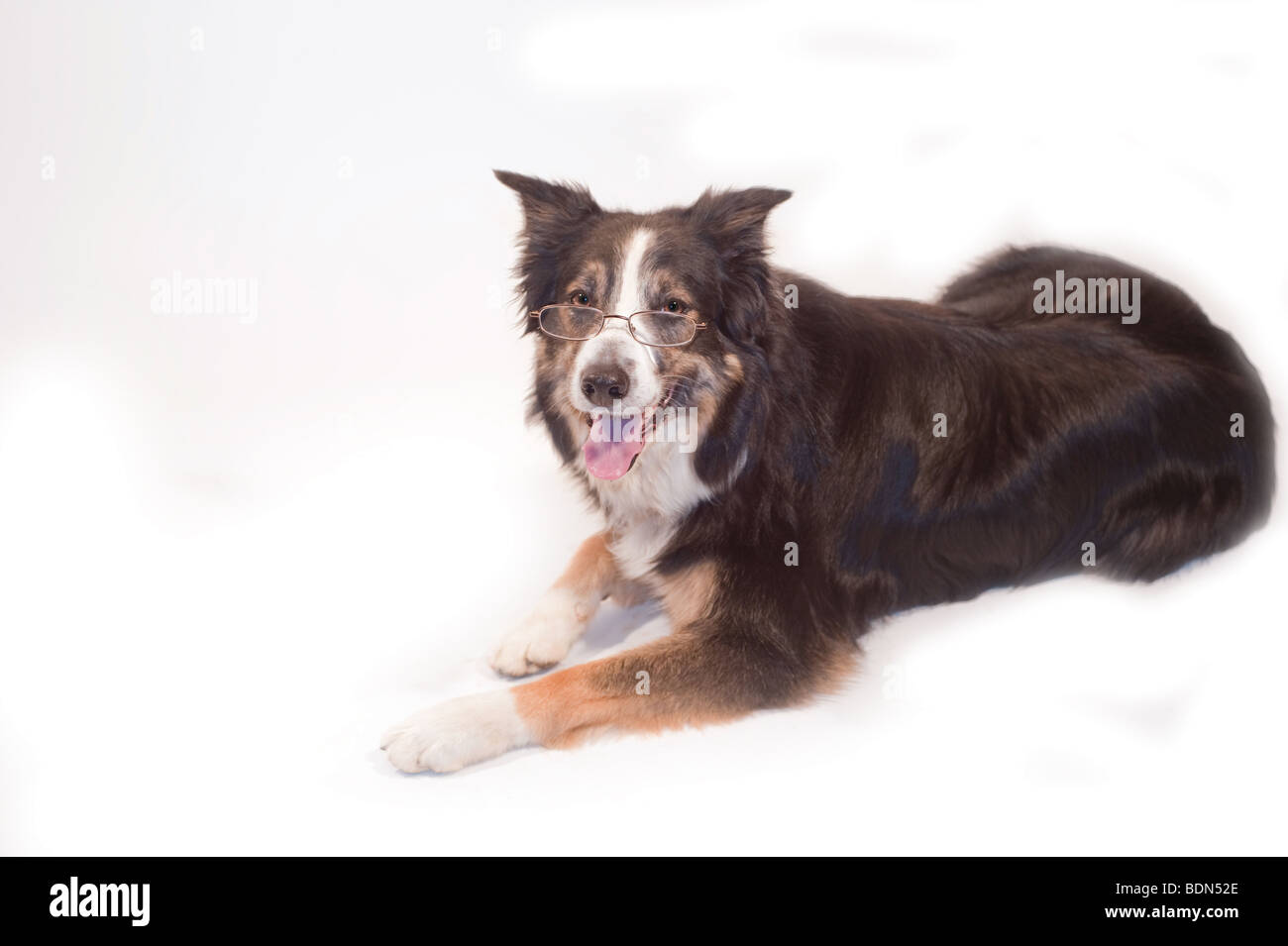 Tri Colored Border Collie Isolated On White With Reading Glasses