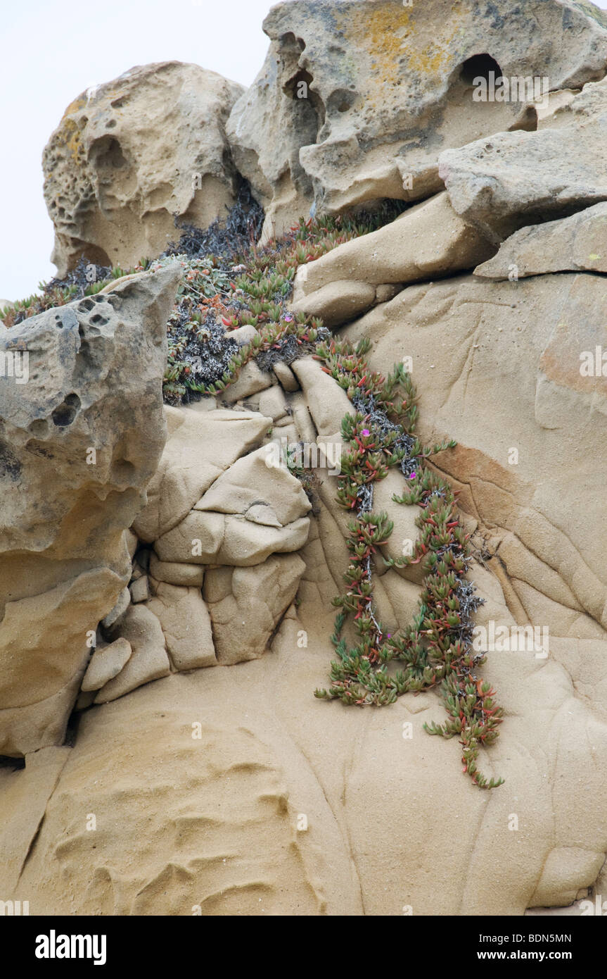 ice plant on rocks on california coast Stock Photo