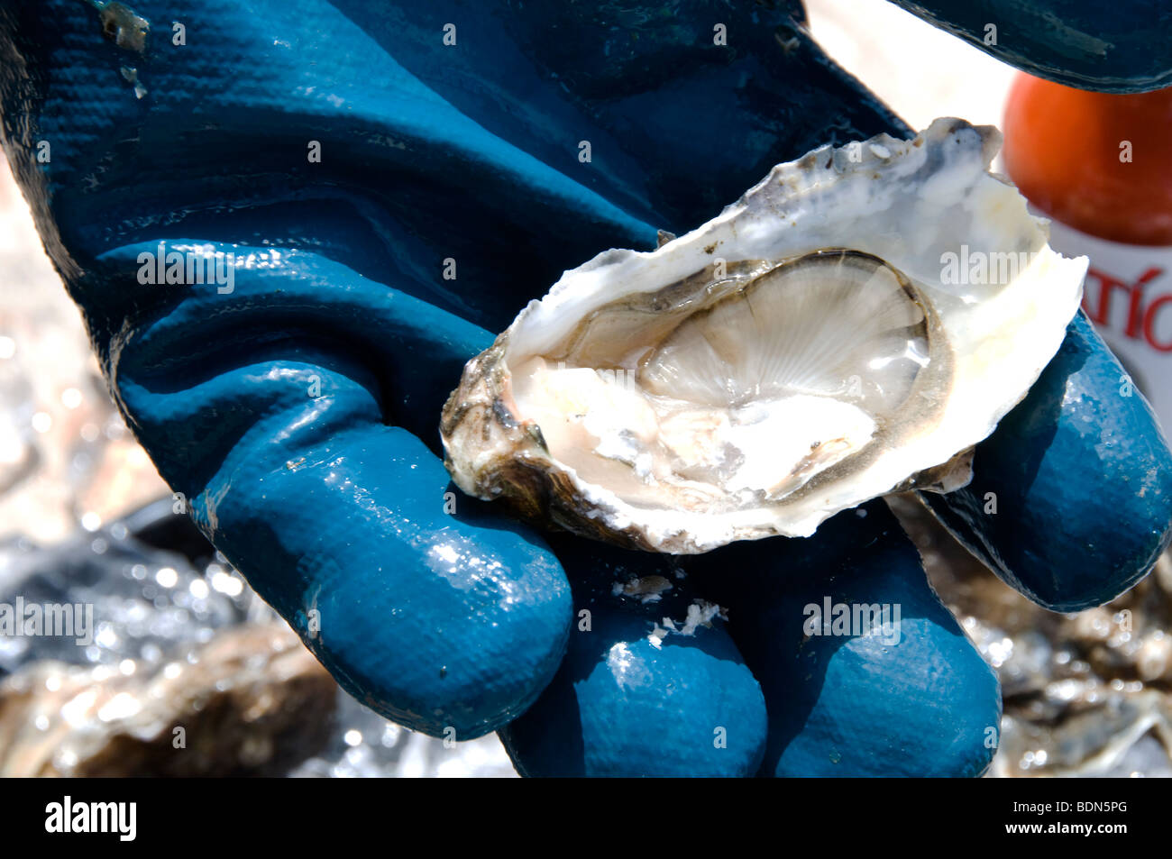 Shucking oysters at Hog Island Oyster Farm, Tomales Bay, California
