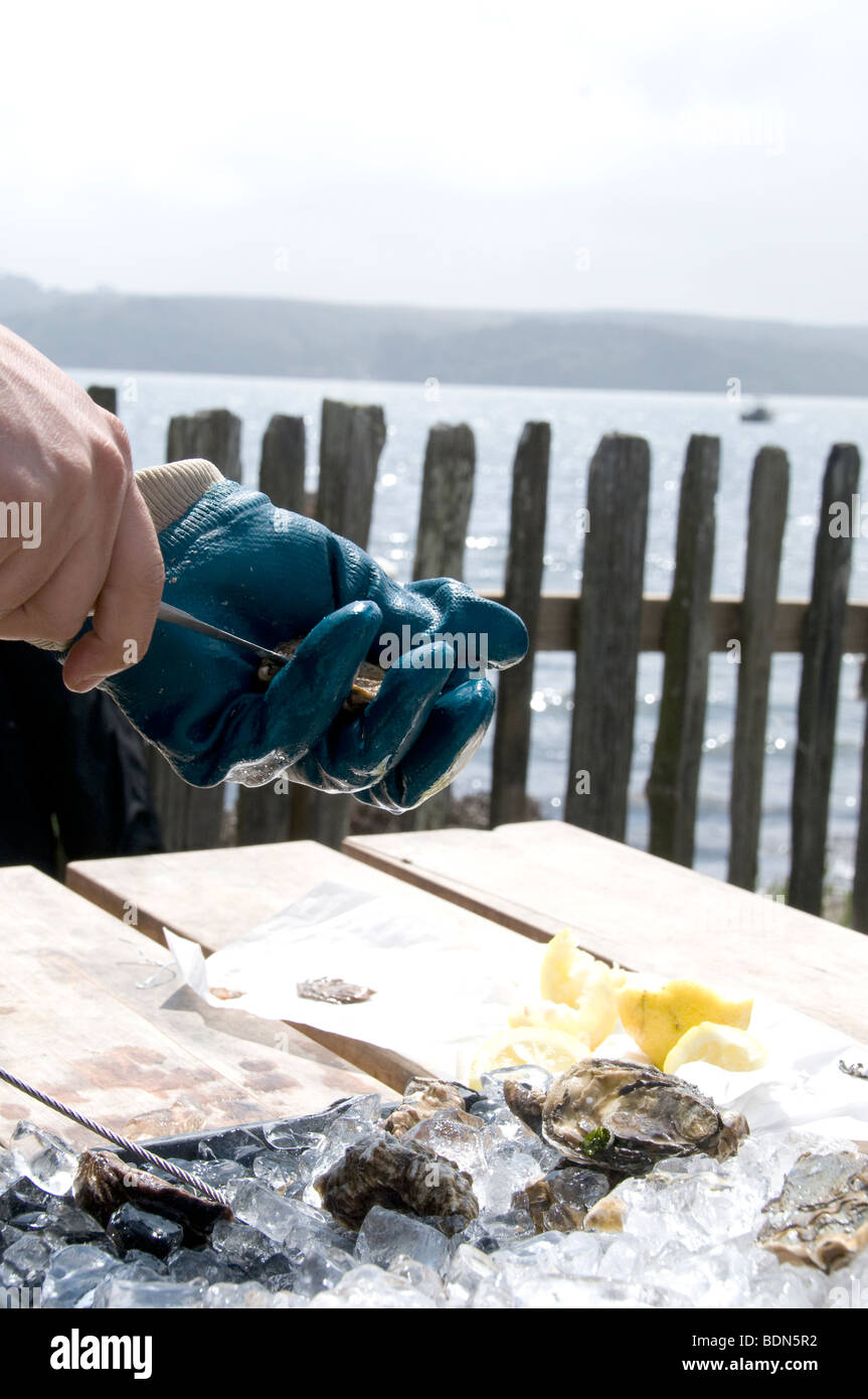 Shucking oysters at Hog Island Oyster Farm, Tomales Bay, California