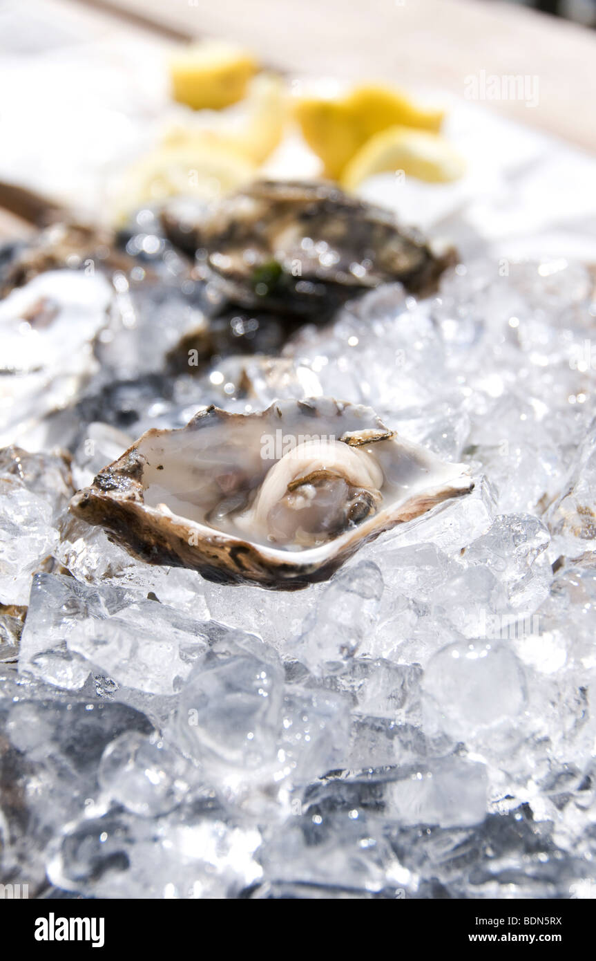 Hog island oyster hires stock photography and images Alamy