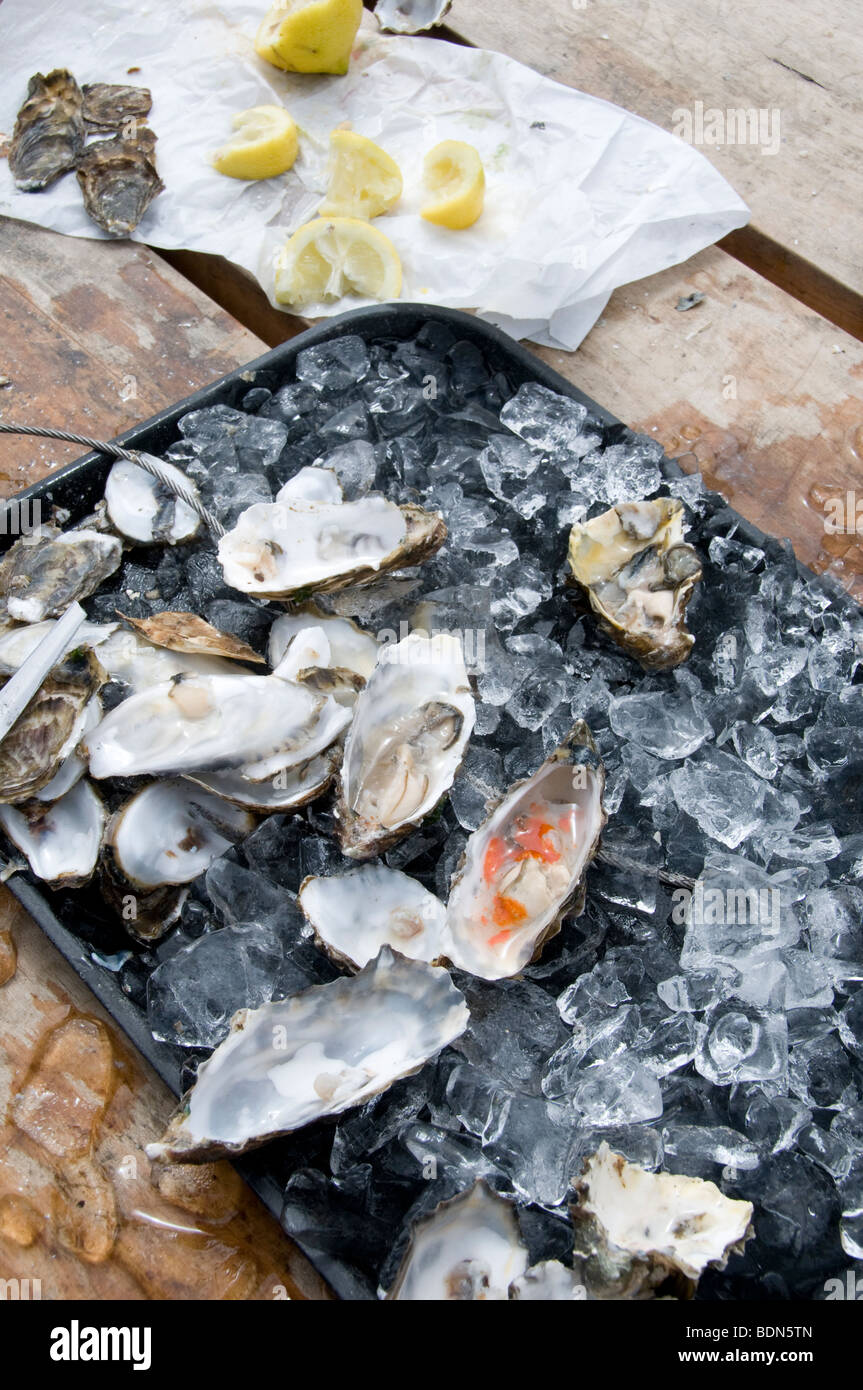 Pacific oyster hires stock photography and images Alamy
