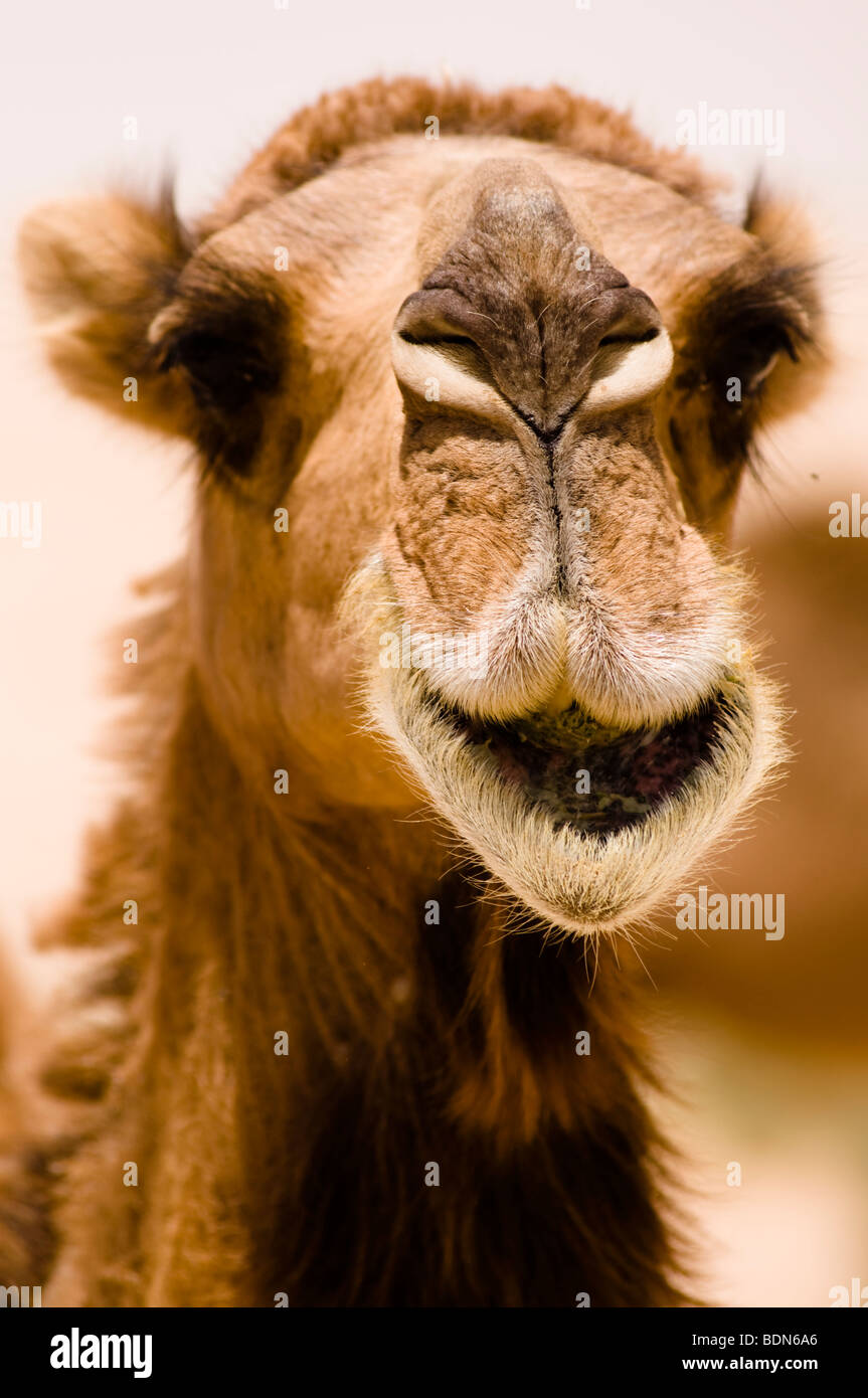 A camel seems to be smiling in a close-up while it's eating in the Syrian desert. Stock Photo