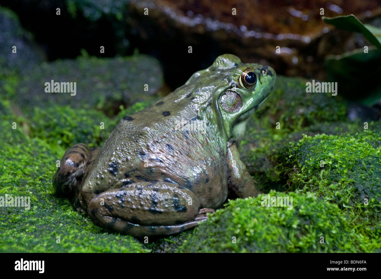 A Green Frog Stock Photo