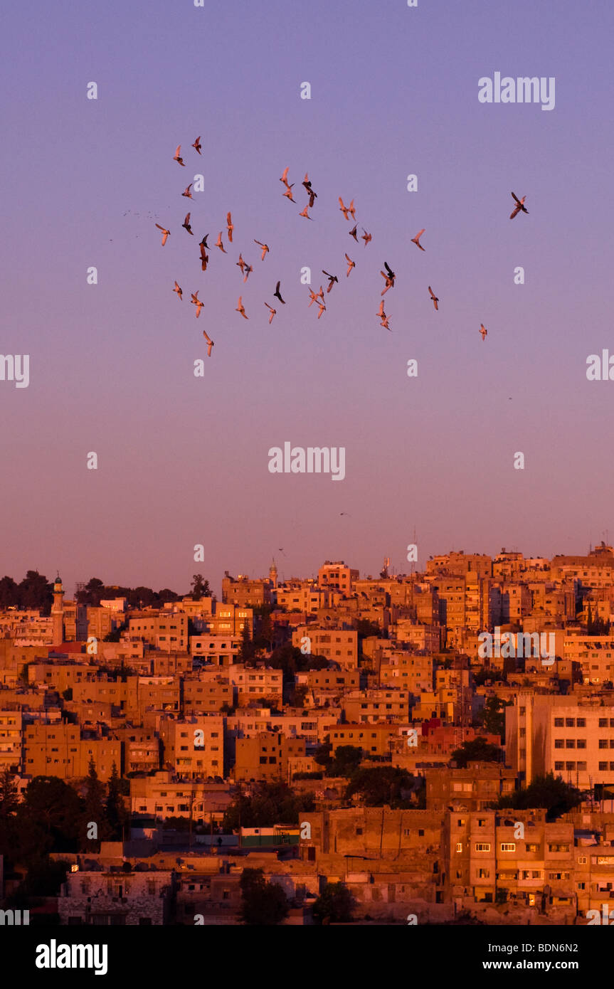 Pigeons fly over Amman skyline at sunset. Stock Photo