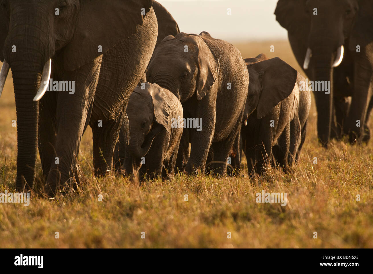 Herd of African Elephants with Baby walk in formation across the Savanna of the Masai Mara in golden sunset light Stock Photo
