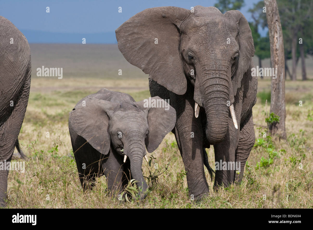 Mother and baby African elephants walking together big ears out through Savanna of Masai Mara Kenya Africa, front light, blue sky, green grass Stock Photo