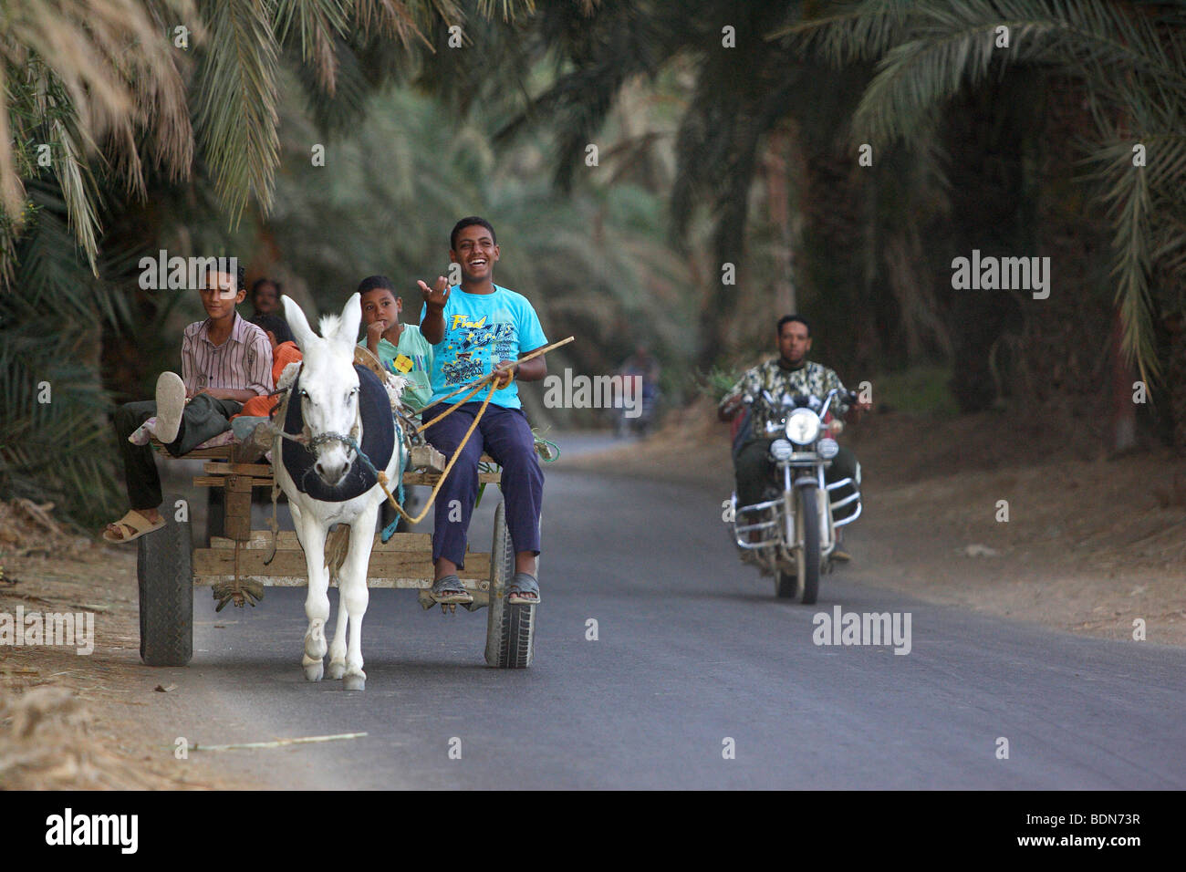 Donkey cart and motorcyclist, Bahariya Oasis, Egyptian Sahara, Egypt, Africa Stock Photo