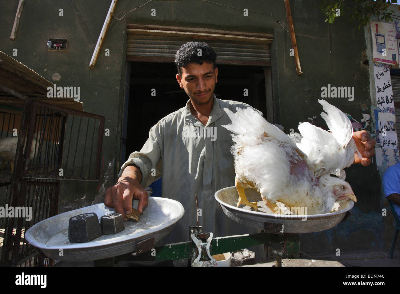 Man selling chicken, butcher, Bahariya Oasis, Egyptian Sahara, Egypt
