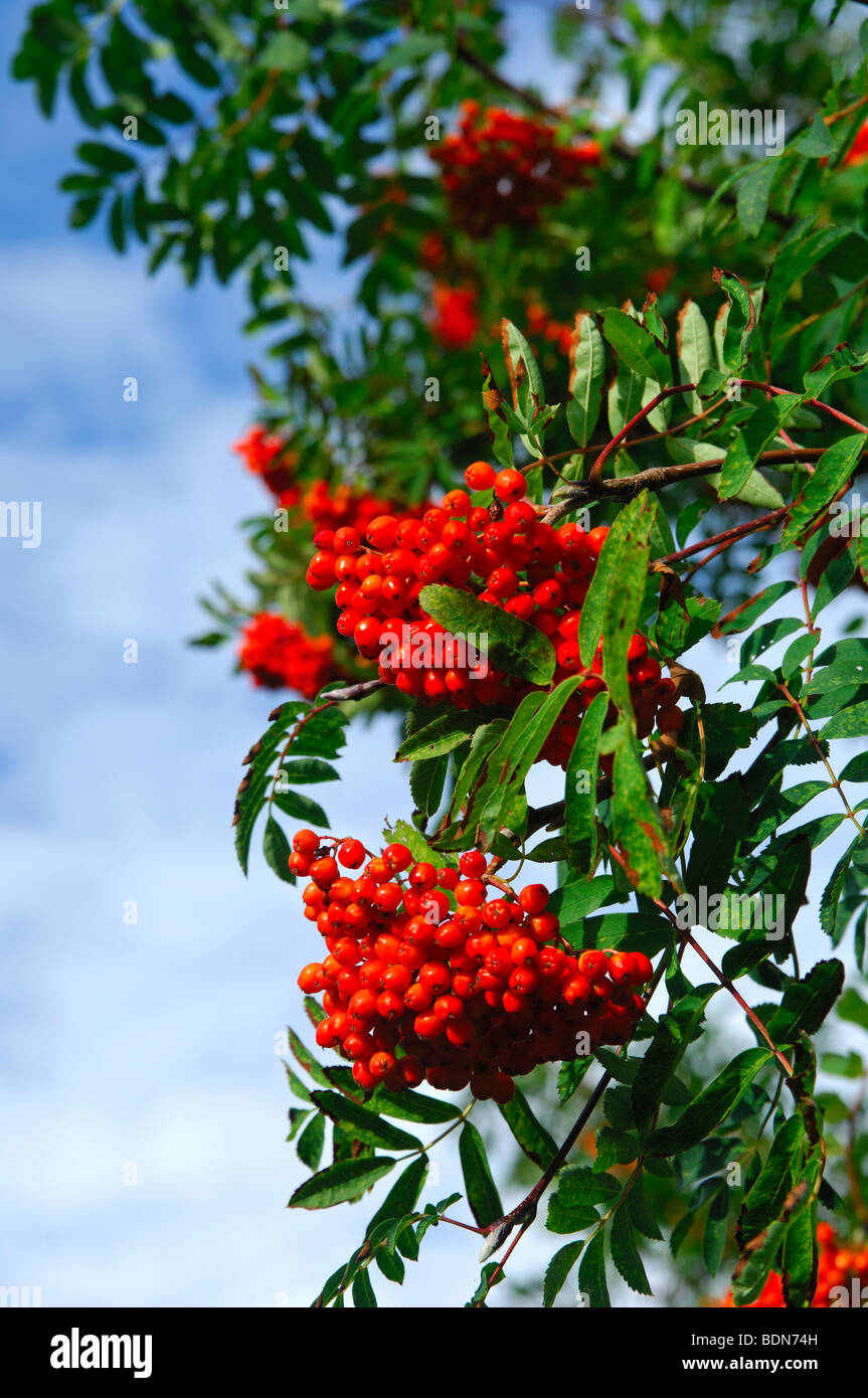 Red berries of the European Rowan, Sorbus aucupari Stock Photo
