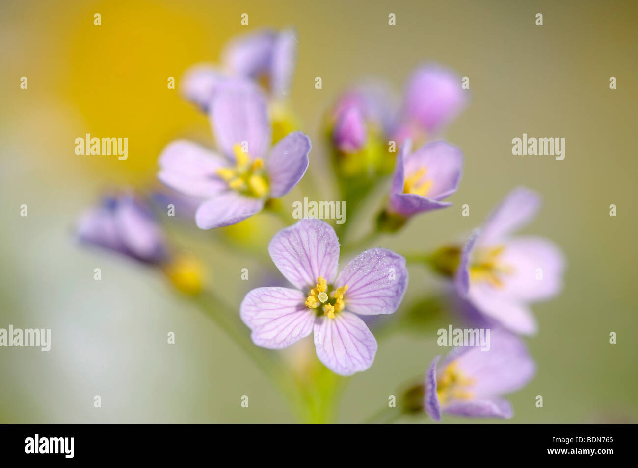 Cuckoo Flower (Card amines pratensis) on a spring meadow Stock Photo
