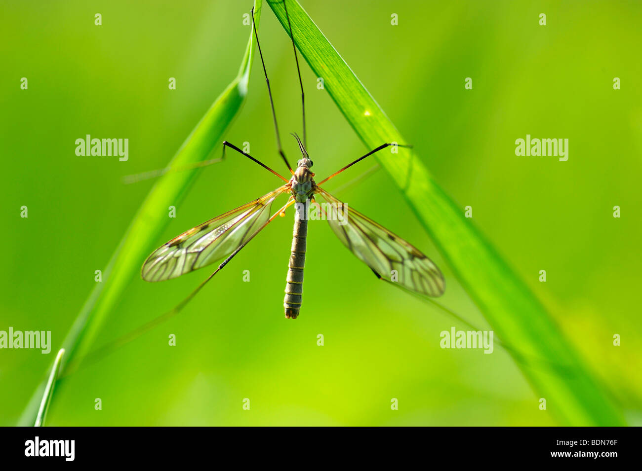 Crane fly (Tipula oleracea) on grass Stock Photo - Alamy