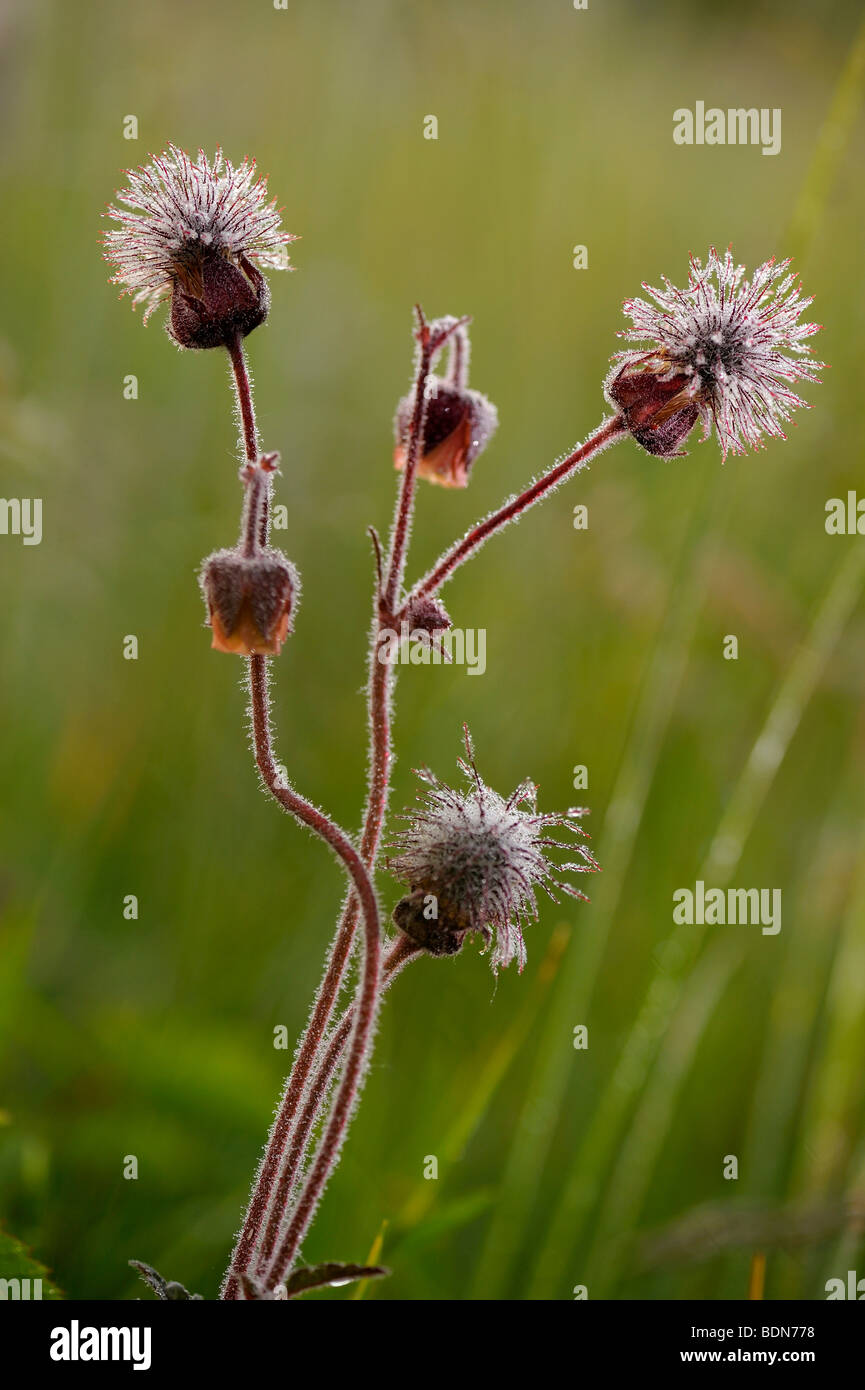 Water Avens (Geum rival) in the morning light Stock Photo