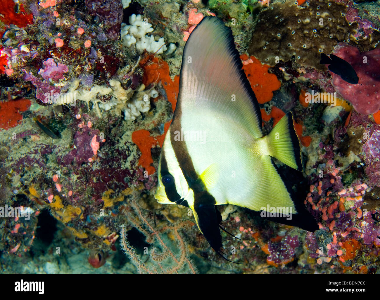 a tropical batfish swimming on the reef underwater Stock Photo