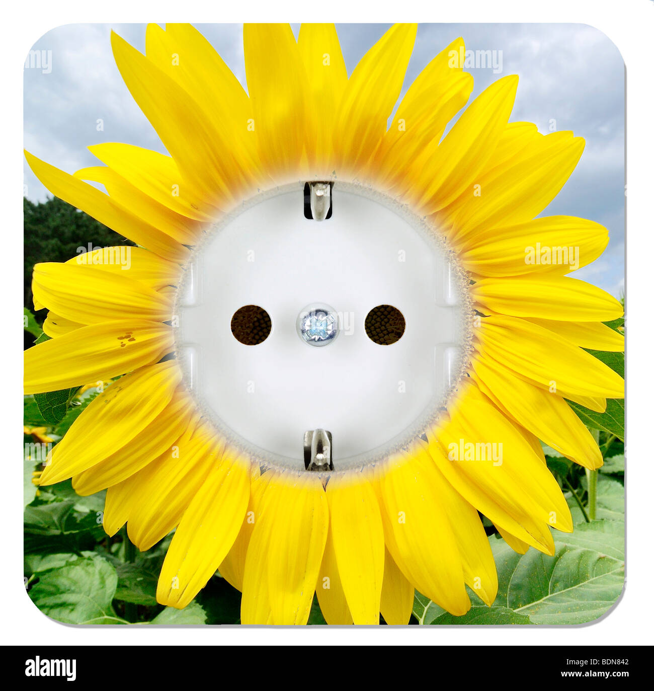 Green power outlet in the form of a sunflower Stock Photo