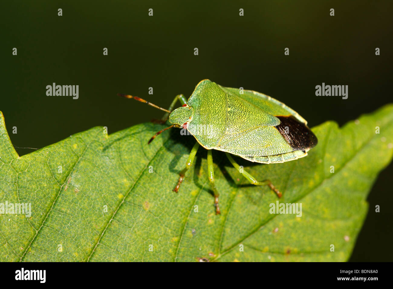 Green Shield bug (Palomena prasina), imago Stock Photo
