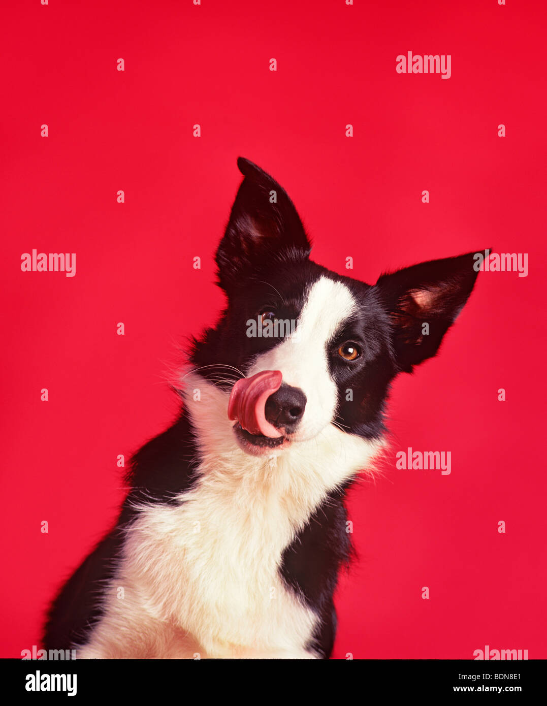 A border collie dog licking nose Stock Photo Alamy