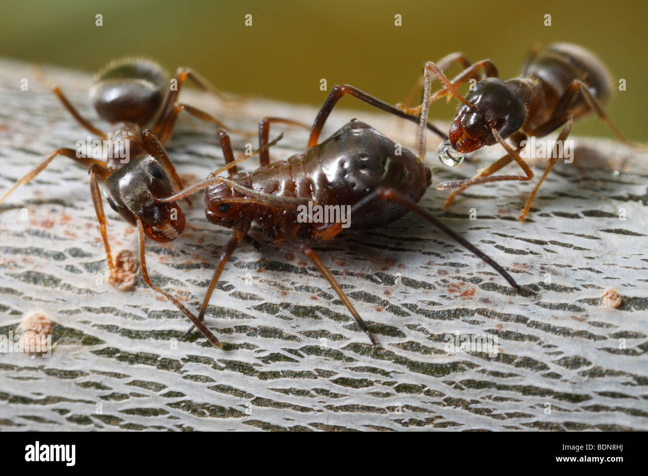 Two black garden ants (Lasius niger) milking an aphid (probably Lachnus spec.) on an oak twig. Stock Photo