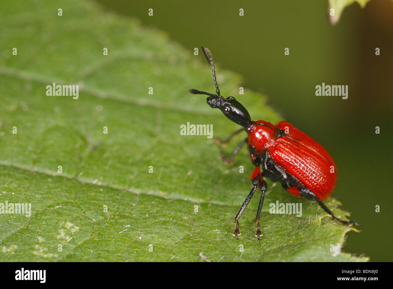 Apoderus coryli, the hazel leaf-roller. This is a weevil. Stock Photo