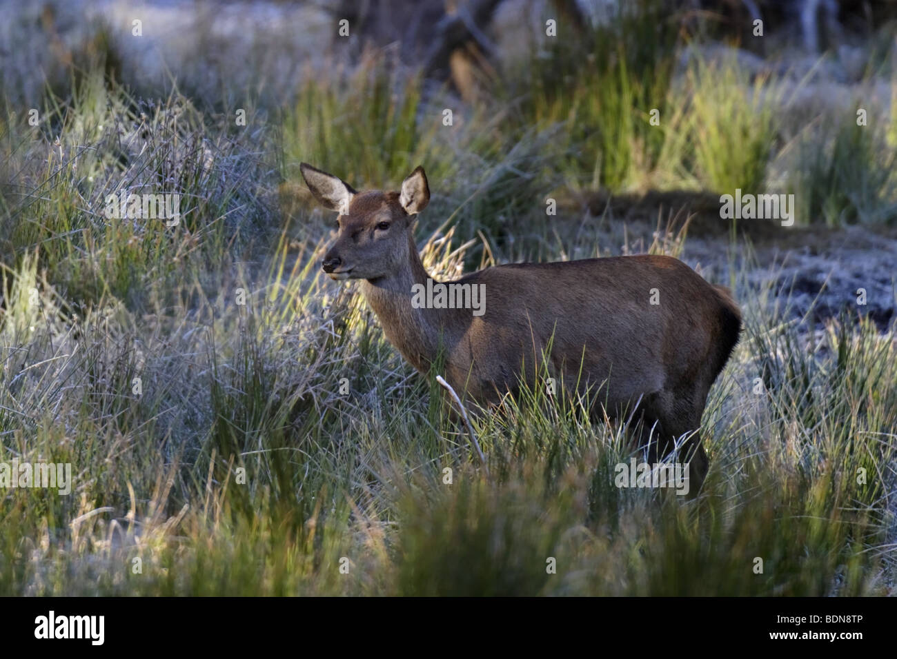 Rothirsch (Cervus elaphus) Red Deer - female Stock Photo
